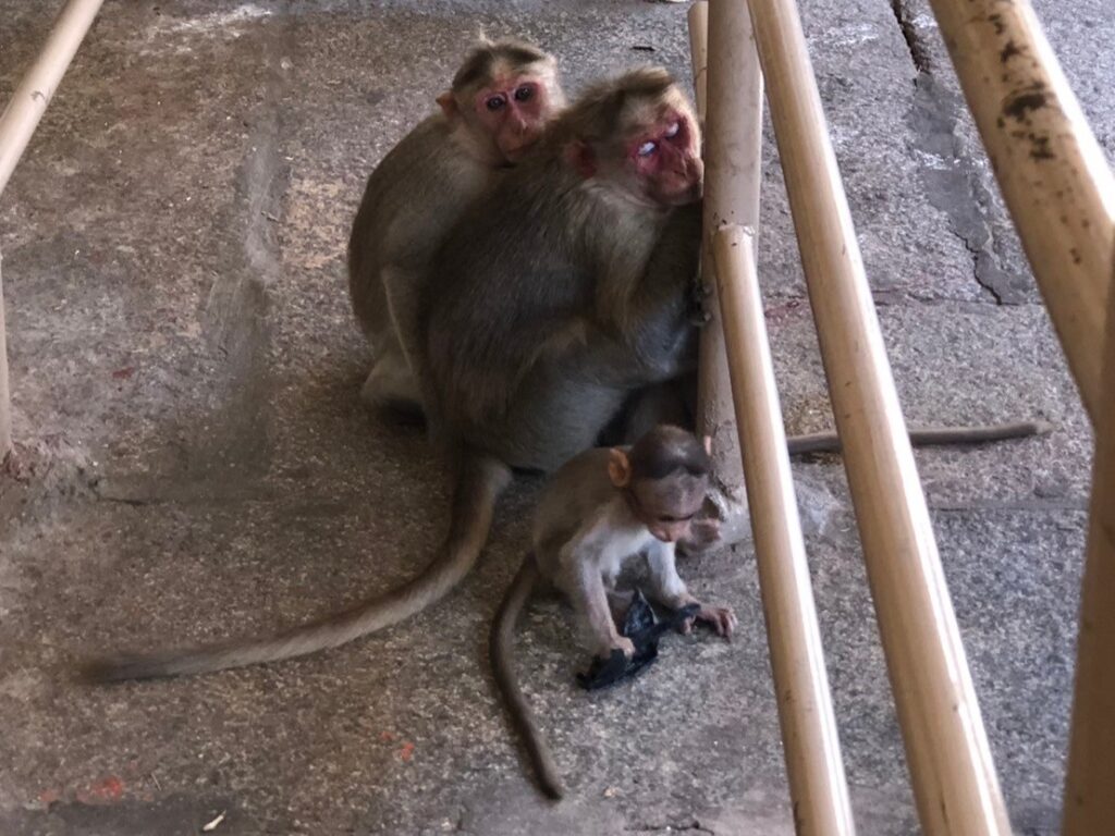 ヴィルパークシャ寺院にいた猿たち